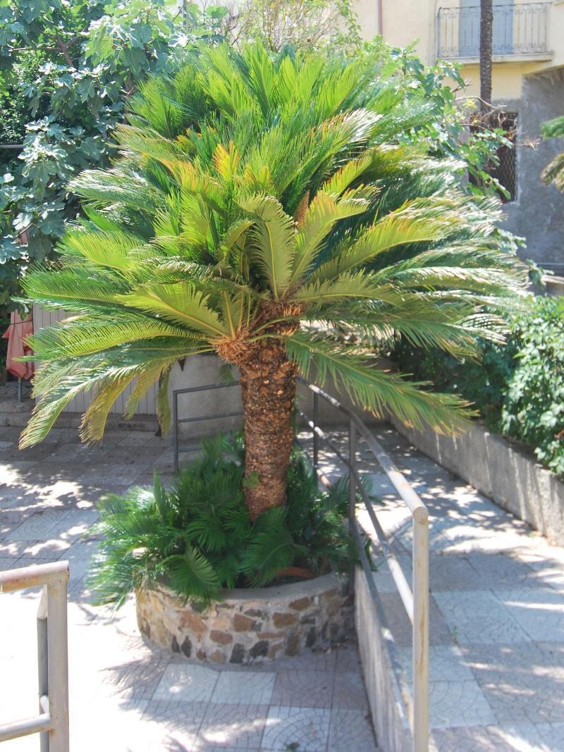 Hotel San Giuseppe - Cityhotel Καταντζάρο Εξωτερικό φωτογραφία